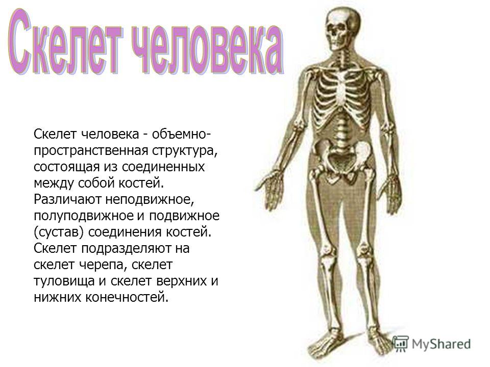 Скелет человека презентация