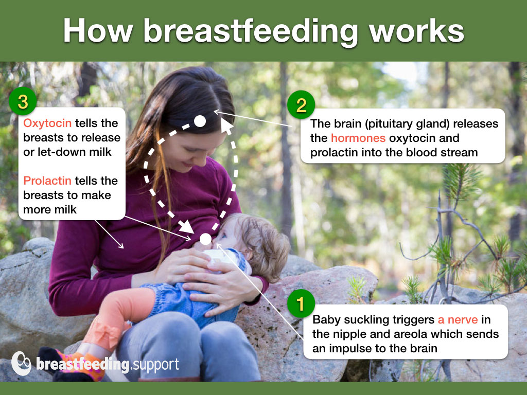 An infographic for how breastfeeding works