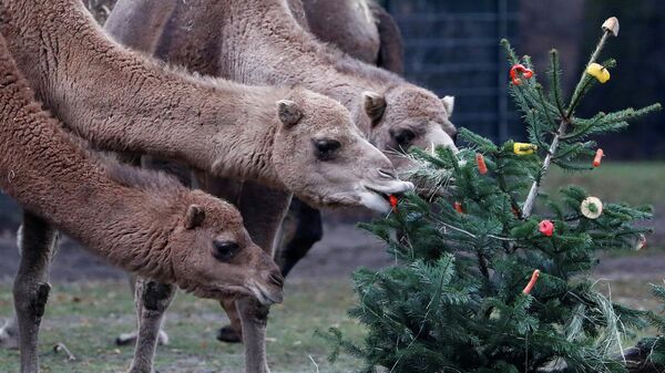 Верблюды едят праздничное угощение с елки в Берлинском зоопарке. 3 января 2020