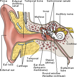 ear anatomy