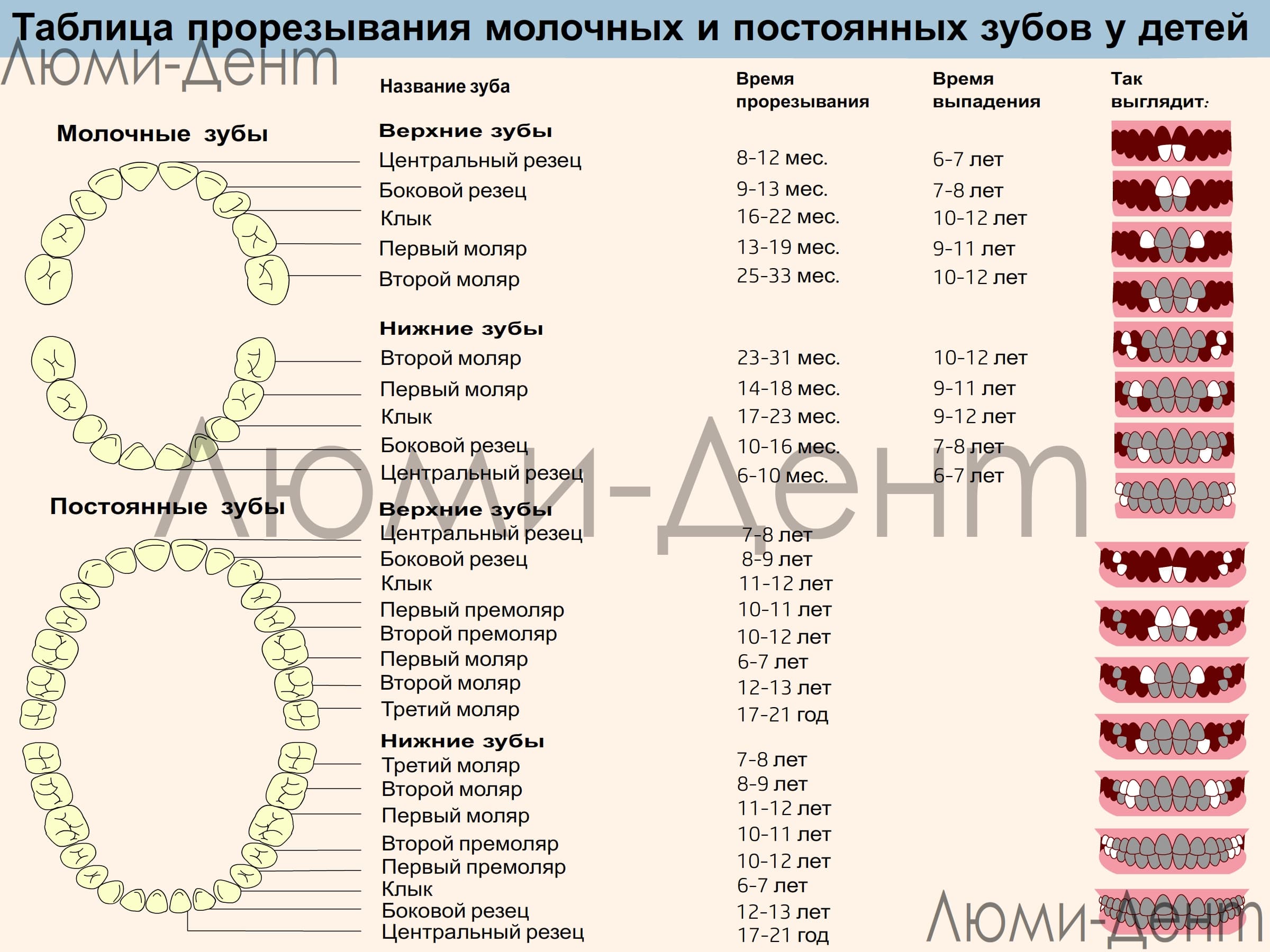 Как режутся зубы схема у грудничков поэтапно