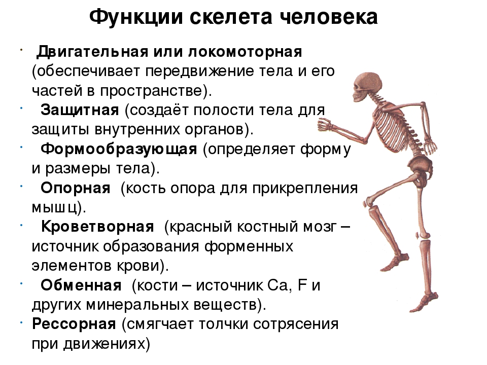 Опорно двигательная система скелет человека анатомия. Строение и функции скелета.