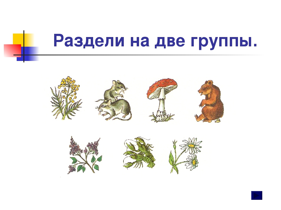 На какие две группы можно разделить растения. Разделение предметов на группы. Животные деление на группы. Разделить предметы на группы. Растения разделяются на две группы.