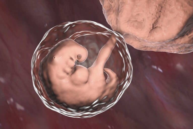 развитие эмбриона на 4 неделе
