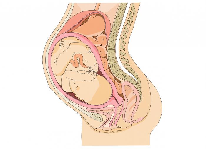 первые недели беременности фото