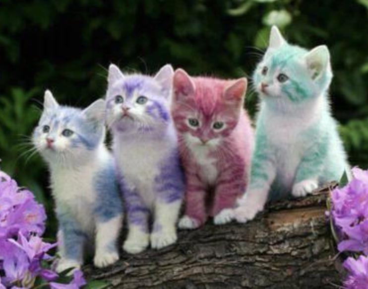 Котята разноцветные