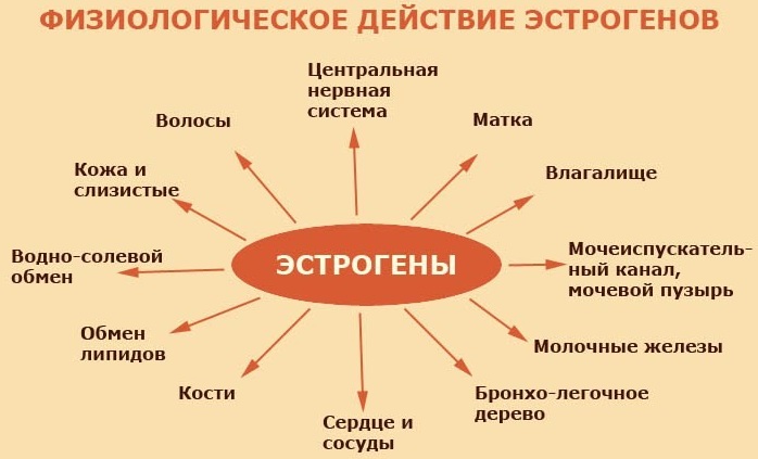 Повышенный эстроген у женщин. Причины, симптомы и лечение. Последствия игнорирования