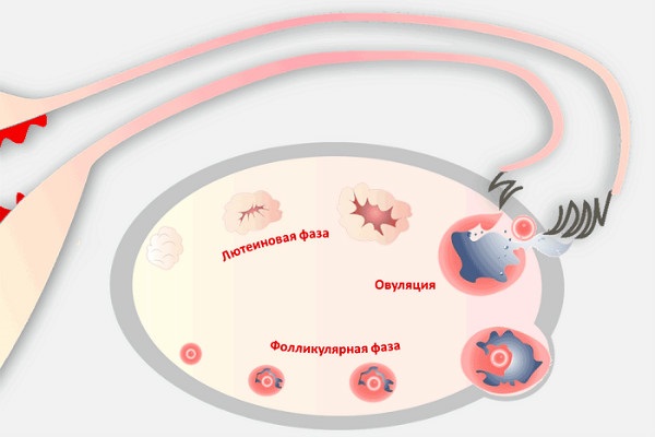 Болезненная овуляция. Причины, симптомы, чем обезболить, лечение и профилактика
