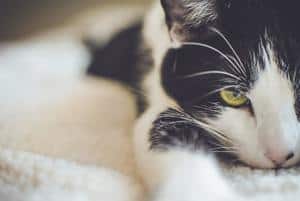 image of a black and white cat laying on the bed