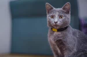 image of a beautiful cute grey kitty