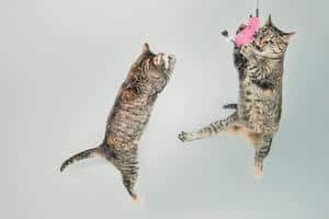 image of two funny cats jumping and playing