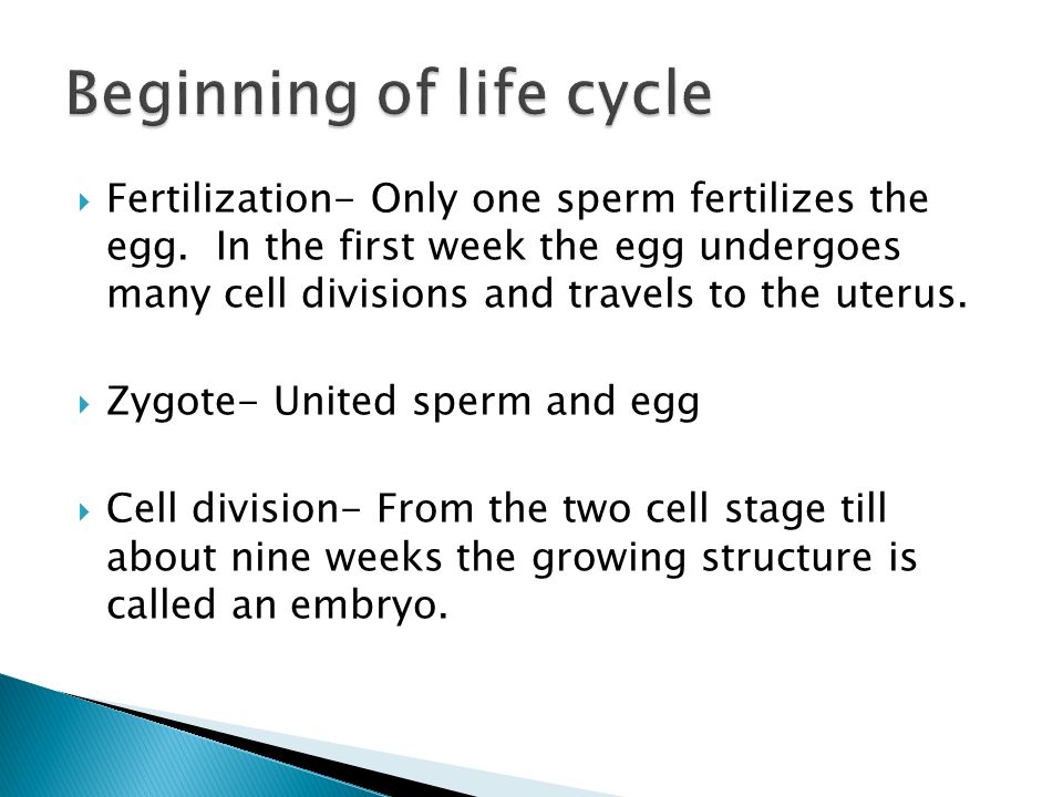  Fertilization- Only one sperm fertilizes the egg.