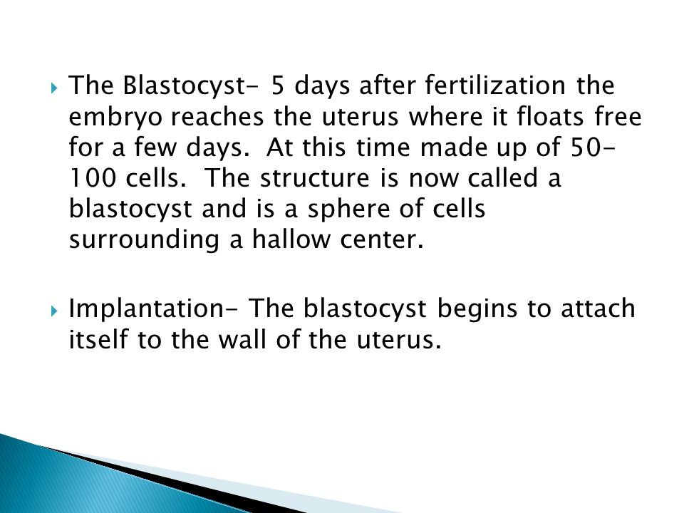  The Blastocyst- 5 days after fertilization the embryo reaches the uterus where it floats free for a few days.