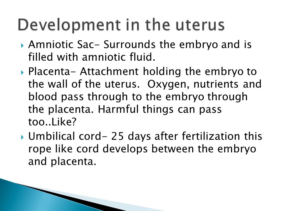  Amniotic Sac- Surrounds the embryo and is filled with amniotic fluid.