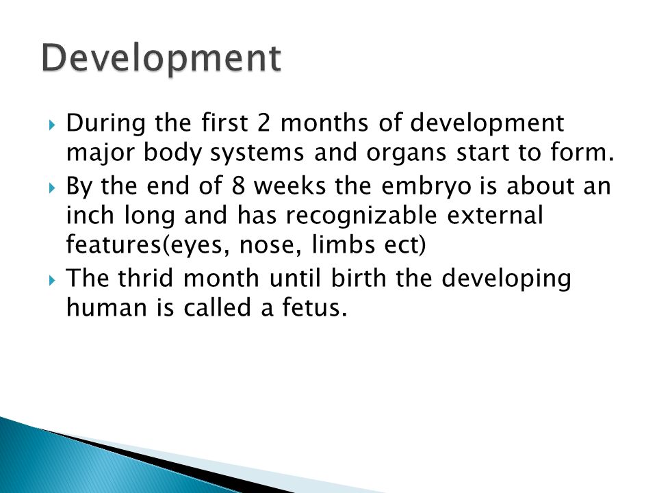  During the first 2 months of development major body systems and organs start to form.