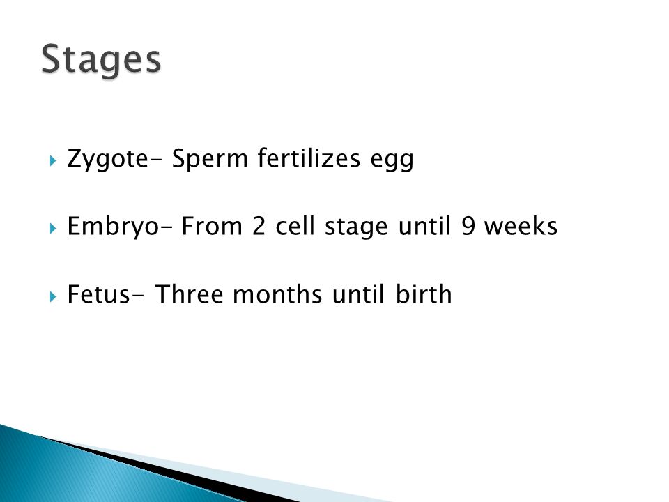  Zygote- Sperm fertilizes egg  Embryo- From 2 cell stage until 9 weeks  Fetus- Three months until birth