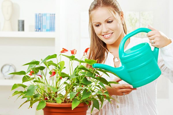 Девушка поливает домашнее растение