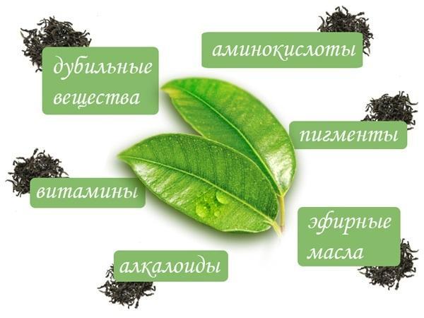 Основные компоненты чайного листа