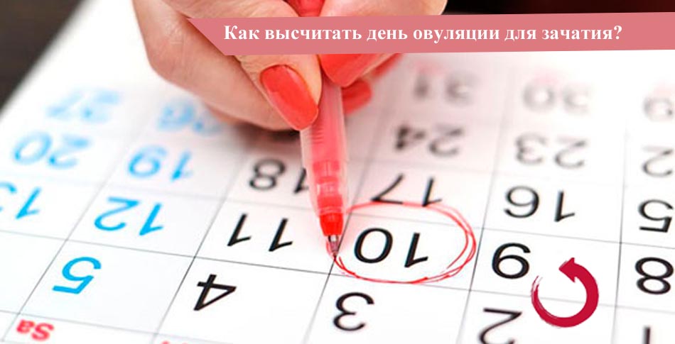 Как высчитать день овуляции для зачатия