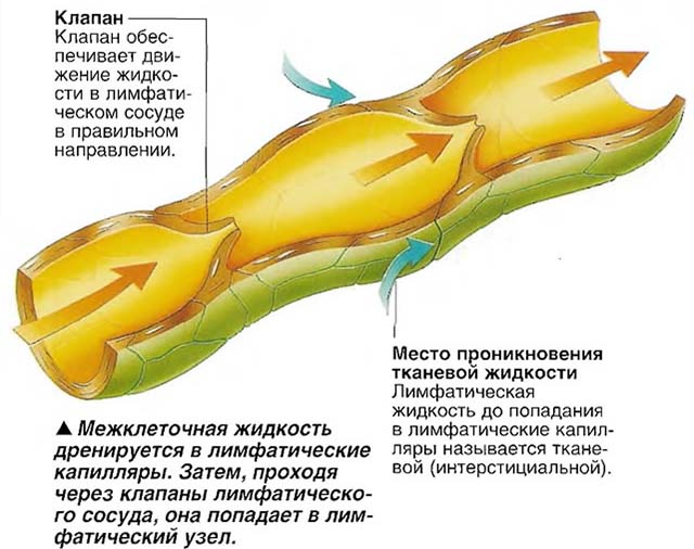 Капилляр и тканевая жидкость