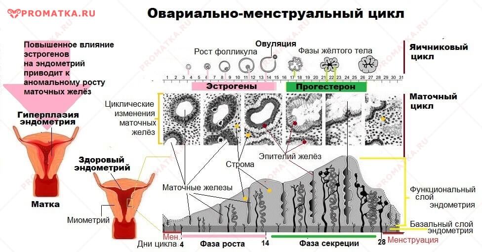 Менструальный цикл и железы эндометрия