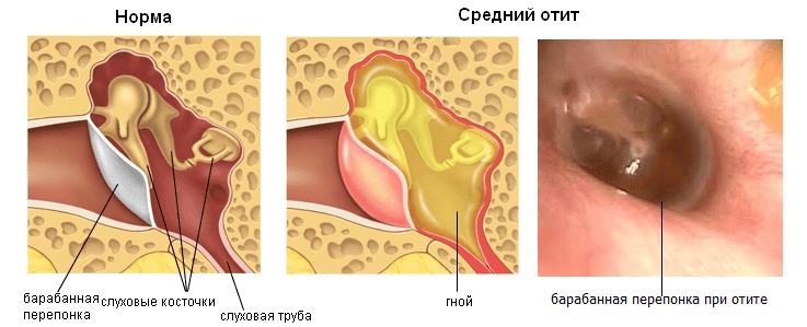 как выглядит