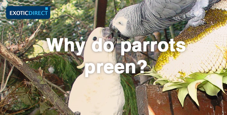 two parrots preening
