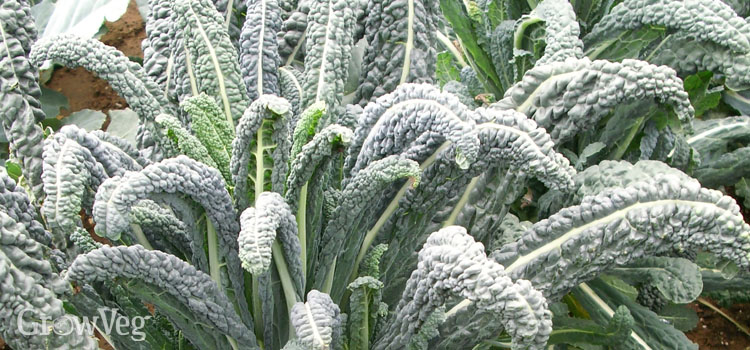 Italian Kale ‘Cavolo Nero’