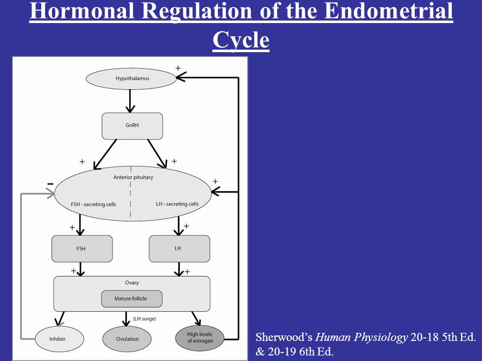 Hormonal Regulation of the Endometrial Cycle