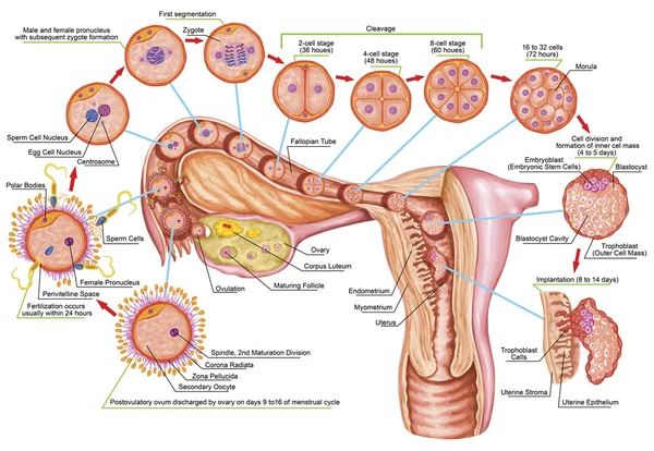 Human ontogeny, fertilization, developmental stage, embryology, cells development in the uterus, human embryogenesis, cell division, cleavage, blastulation, implantation, after Sadler Stock Photo