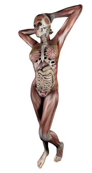 Female body with skeletal muscles and organs Royalty Free Stock Images