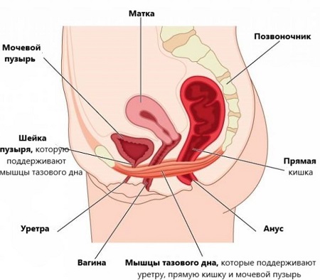 Мышц малого таза женщины поддерживают внутренние органы