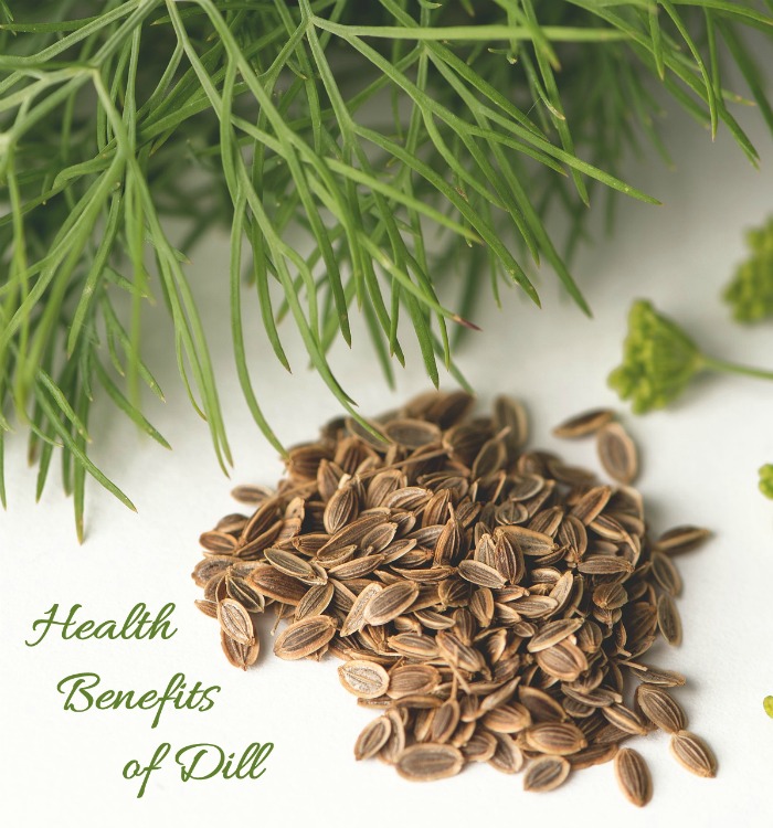 The health benefits of dill