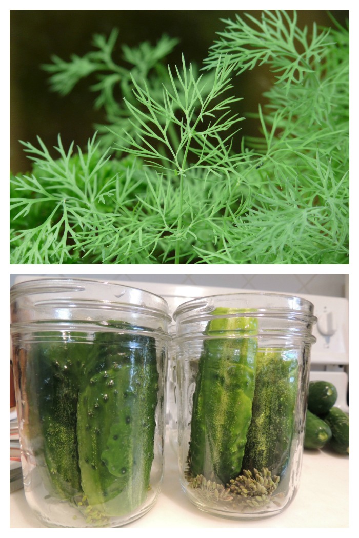Dill is a very aromatic herb that is used in pickling and many more ways. It is easy to grow, both indoors and out.