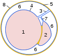 Схематичное изображение поперечного среза яичка 