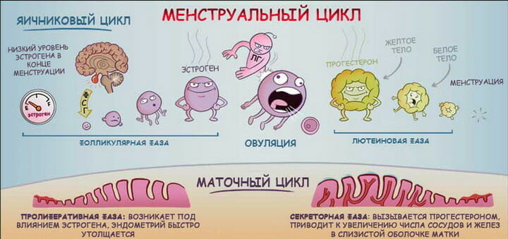Смешное изображение менструального цикла