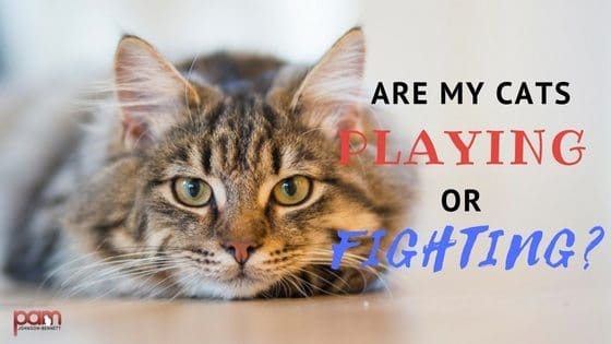 Are my Cats playing or fighting (1)