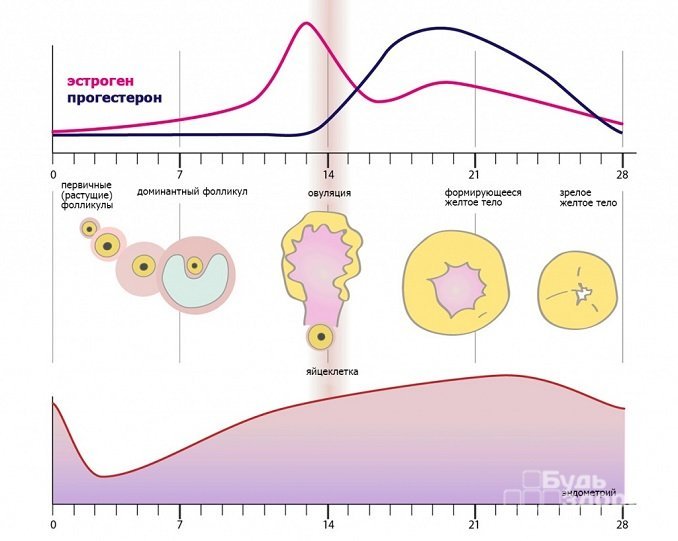 Уровень прогестерона зависит от фазы менструального цикла