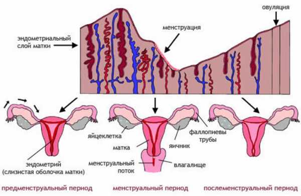 Толщина эндометрия на фоне тамоксифена